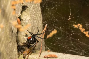 Precision Pest Control: The Role of Targeted Spider Extermination in Managing Invasive Species