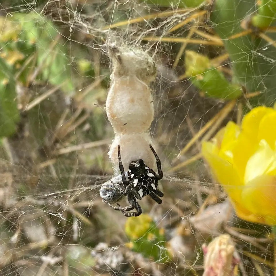 Extermination araignees: traitement ciblé contre les espèces invasives